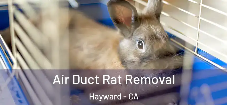  Air Duct Rat Removal Hayward - CA