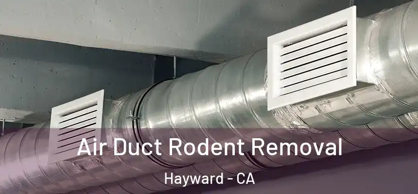  Air Duct Rodent Removal Hayward - CA